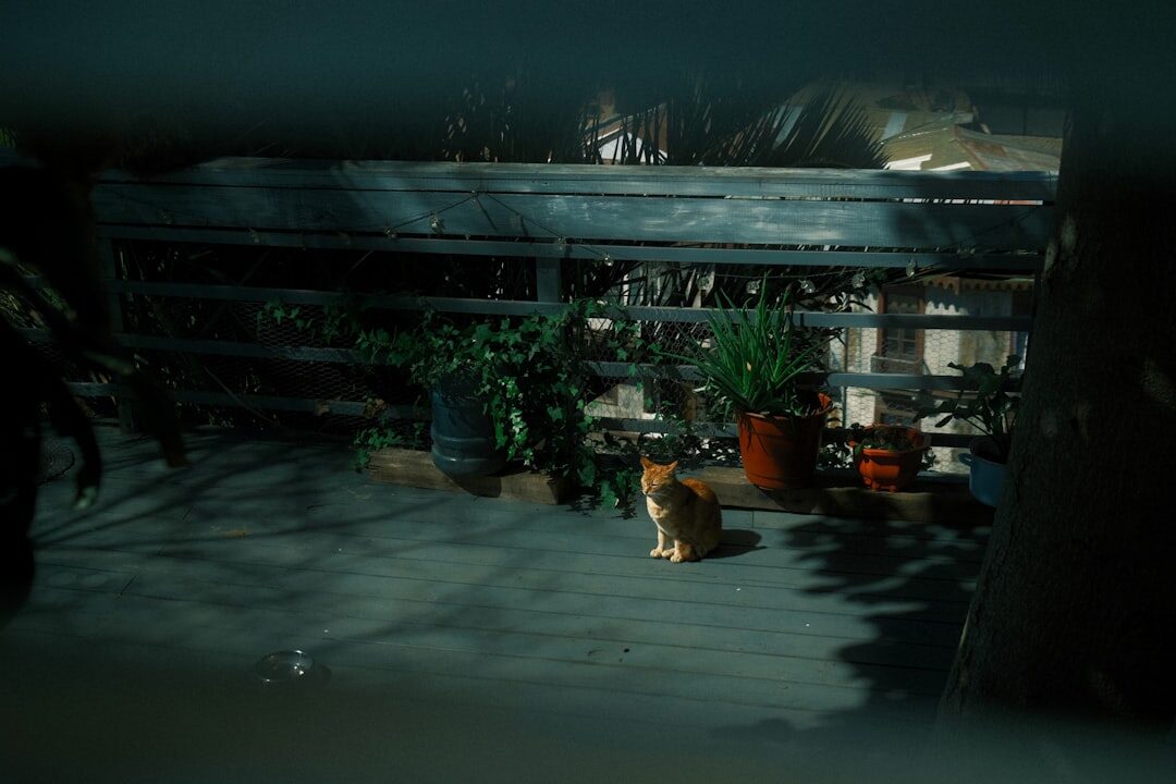 dramatic shadows in film scene